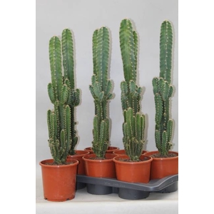 Cereus peruvianus Florida (Cites) 17Ø 65cm