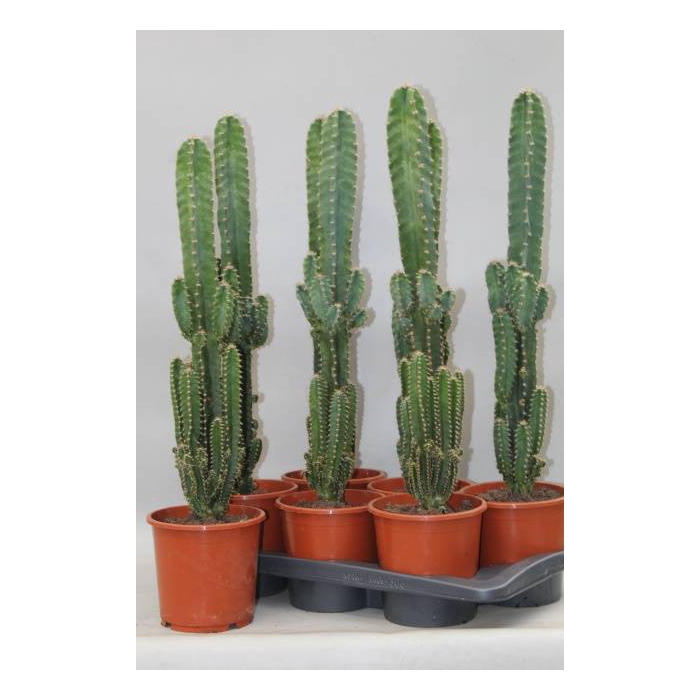 <h4>Cereus peruvianus Florida (Cites) 17Ø 65cm</h4>