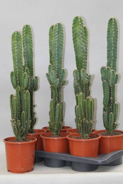 Cereus peruvianus Florida (Cites) 17Ø 65cm