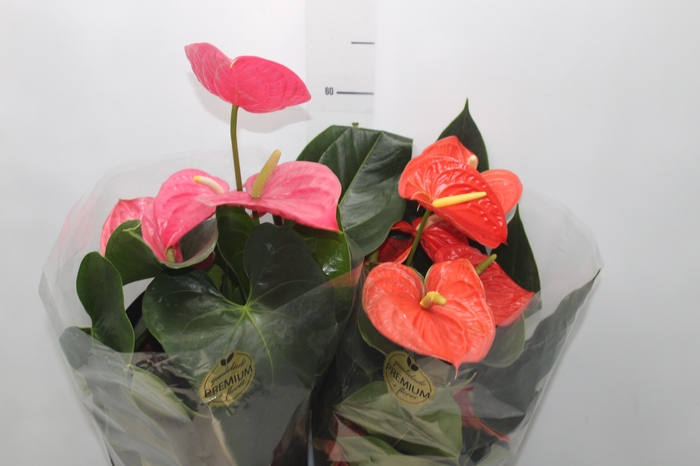 <h4>ANTHURIUM VARIADO P17 PREMIUM</h4>