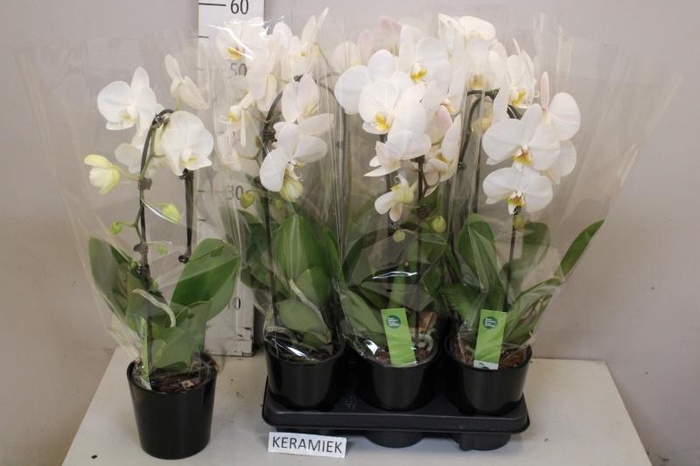 <h4>ARR PHAL 1 TAK</h4>