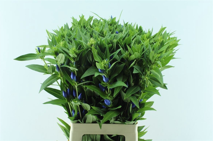 <h4>Gentiana Blue Sky</h4>