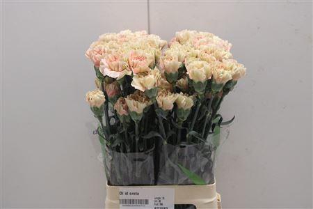 <h4>Di St Creta</h4>