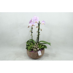 arr2 SPP PH244 Maria Pink