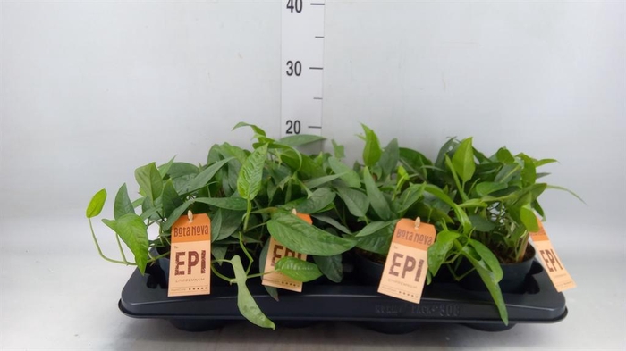 <h4>Epipremnum pinn. 'Cebu Blue'</h4>