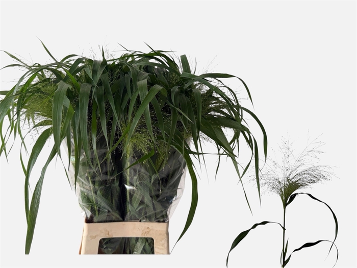 <h4>Panic Vi Fontaine 80 Cm</h4>