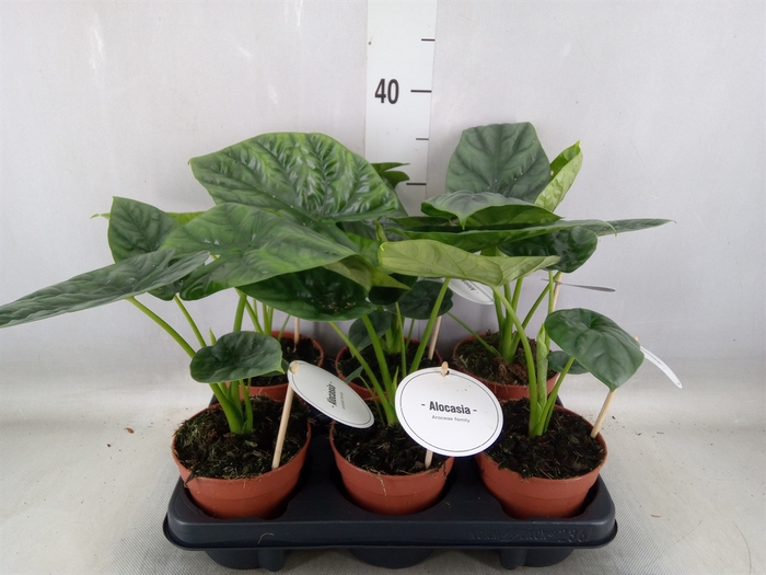 <h4>Alocasia   ...</h4>