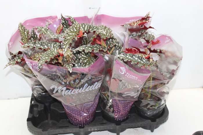 <h4>BEGONIA MACULATA SPOTLIGHT DARK P13</h4>