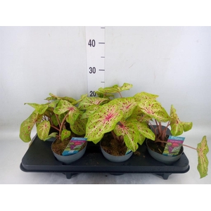 Caladium  'Miss Muffet'