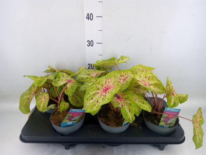 <h4>Caladium 'Miss Muffet'</h4>
