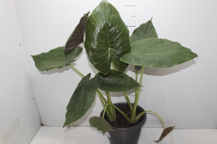 <h4>ALOCASIA WENTII P24</h4>