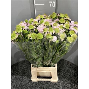 Scabiosa Vanilla