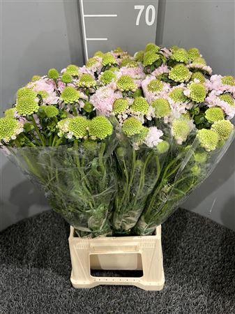 <h4>Scabiosa Vanilla</h4>