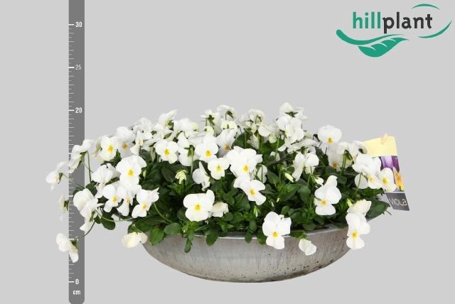 <h4>VIO CO EM WHITE</h4>