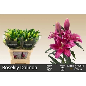 LI OR DU RL DALINDA