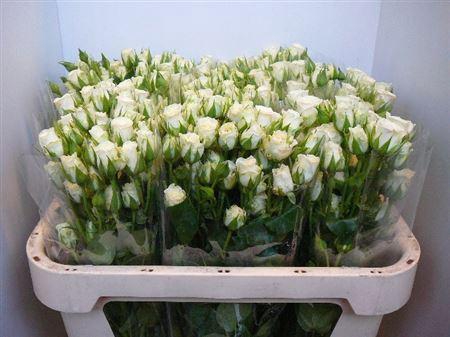 <h4>R Tr Snowflake</h4>