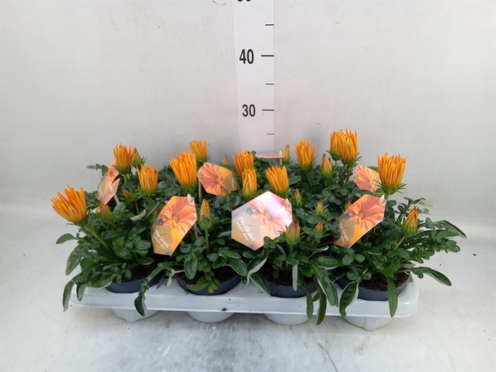 <h4>Gazania splen. 'Giant Deep Orange'</h4>