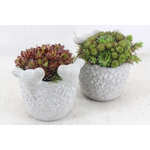 arr4 Semp JS - Vogelpotje x6