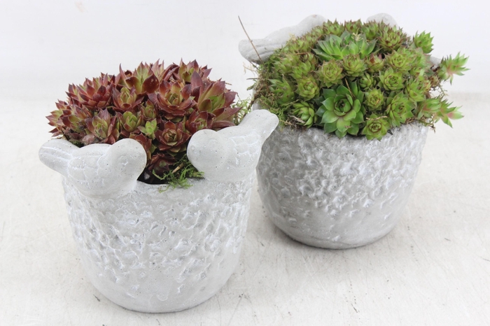 <h4>arr4 Semp JS - Vogelpotje x6</h4>