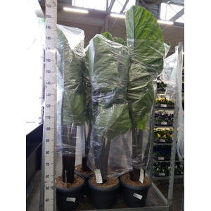 Alocasia   ...