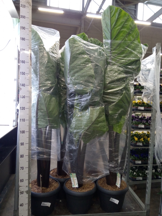 <h4>Alocasia   ...</h4>