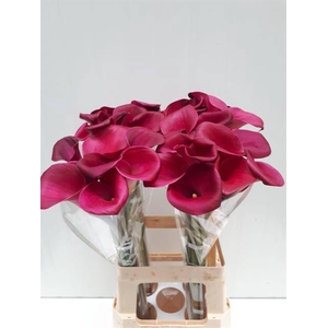 Zantedeschia sumatra