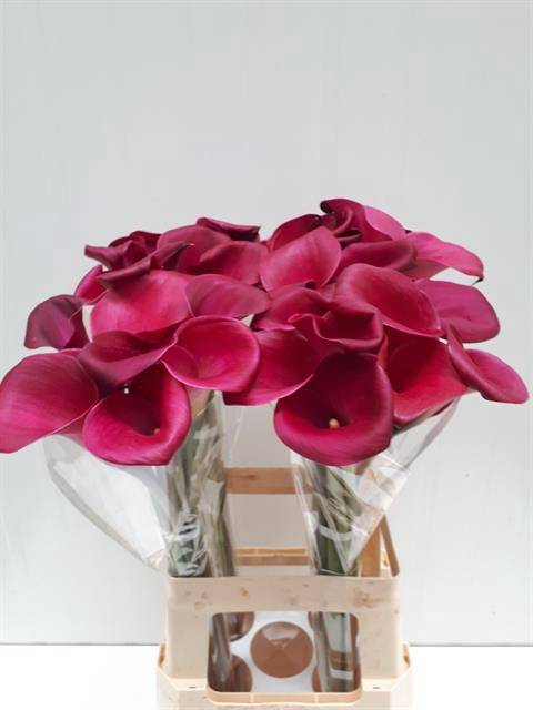 <h4>Zantedeschia sumatra</h4>