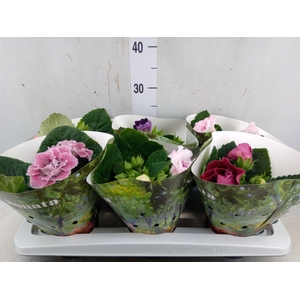 Sinningia  'Sonata'   ...mix