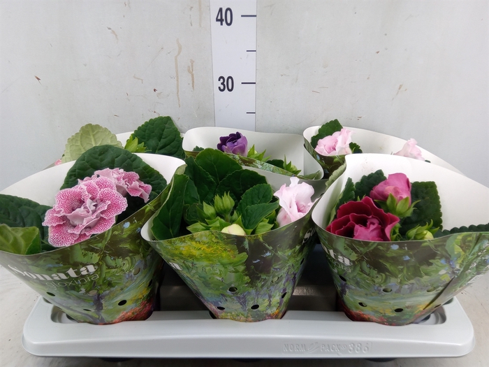 <h4>Sinningia  'Sonata'   ...mix</h4>