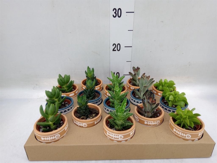 <h4>Succulents   ...</h4>