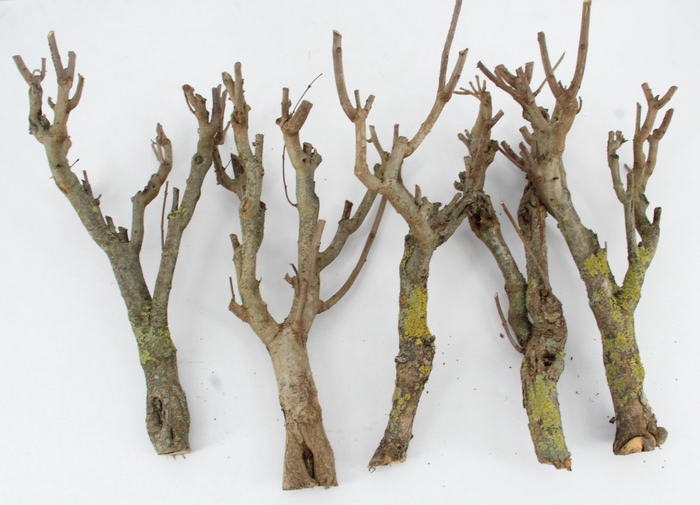 <h4>SERINGENSTRONK</h4>