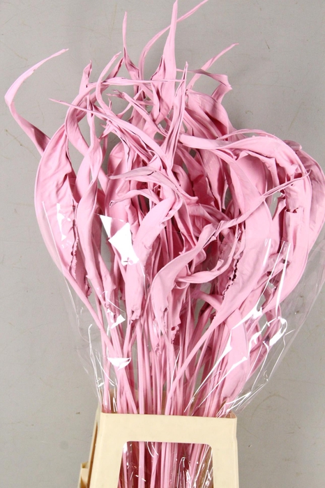 <h4>DF Strelitzia Leaf Light Pink</h4>