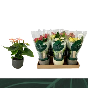 Anthurium Mix 9cm Luxe Keramiek