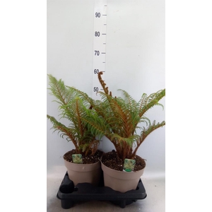 Cyathea tomentosissima