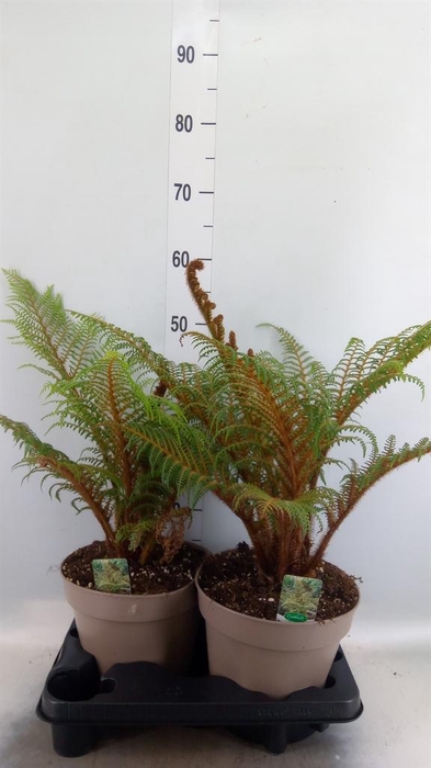 <h4>Cyathea tomentosissima</h4>