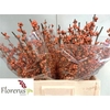 Ilex Ve Winter Gold