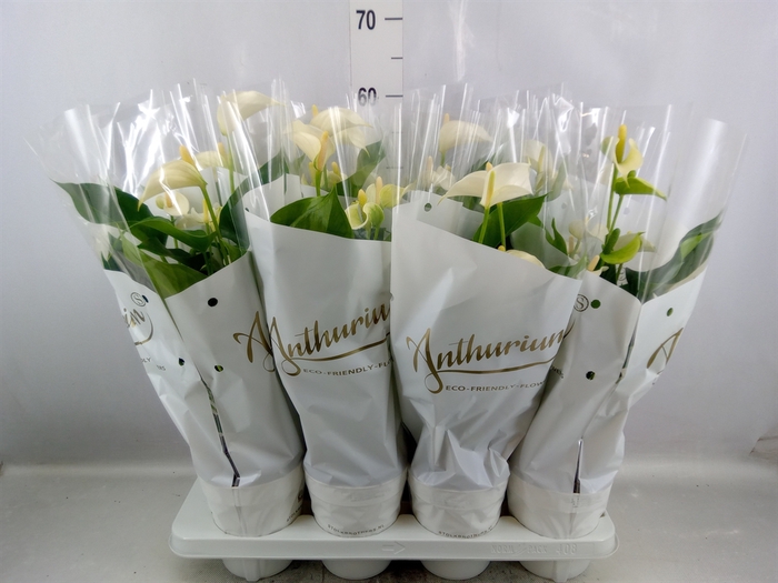 <h4>Anthurium andr. 'White Champion'</h4>