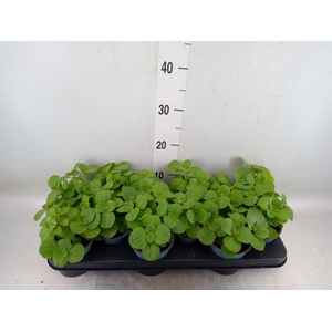 Plectranthus caninus 'Verpiss Dich'