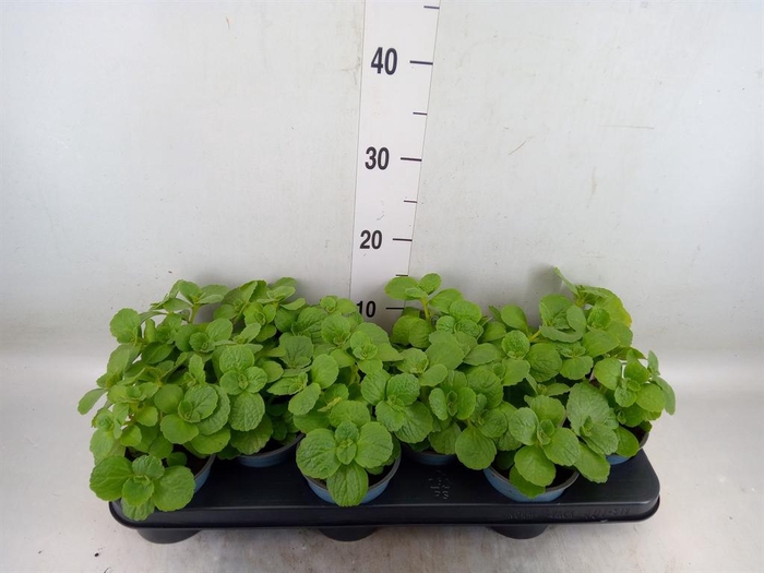 <h4>Plectranthus caninus 'Verpiss Dich'</h4>