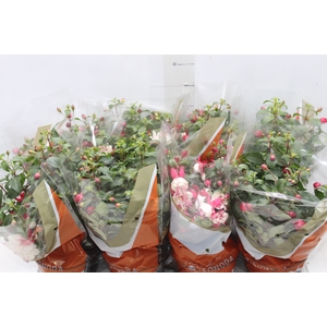 BRINCO DE PRINCESA P15