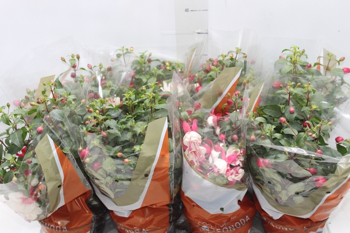 <h4>BRINCO DE PRINCESA P15</h4>