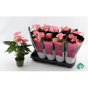Anthurium Andreanum Sweet Dream 12Ø 45cm 5fl