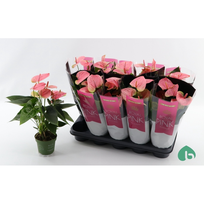 <h4>Anthurium Andreanum Sweet Dream 12Ø 45cm 5fl</h4>