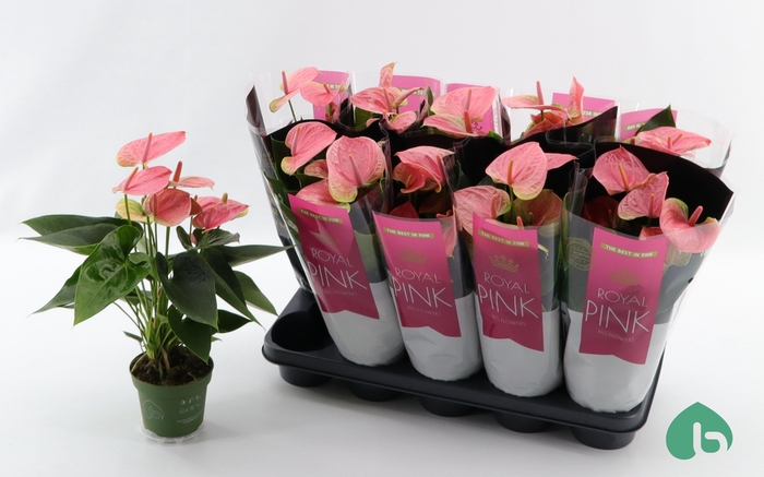 Anthurium Andreanum Sweet Dream 12Ø 45cm 5fl