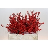 Ilex Rood