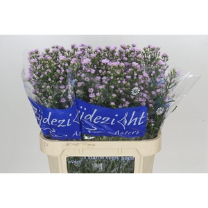 Aster Claudia