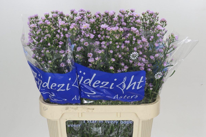 <h4>Aster Claudia</h4>
