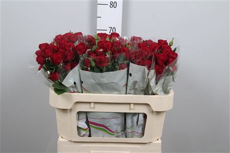 <h4>R Tr Red Trendsetter</h4>
