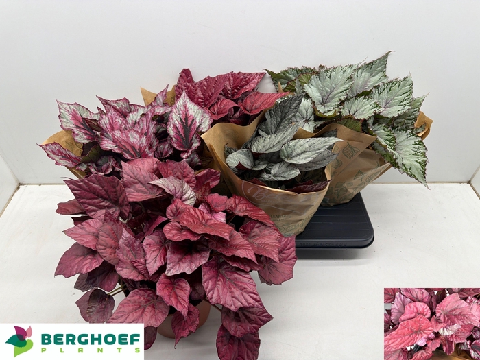 <h4>BEG BEL GEM</h4>