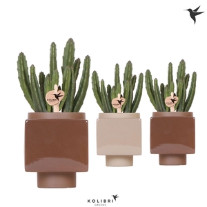 Kolibri Greens Stapelia Leendertziae in Cube pot brown
